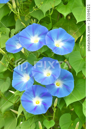 牽牛花 牽牛花 16384621