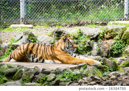 Fuji Safari Park | Amur Tora 16384780