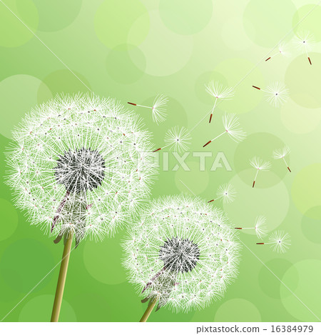 Green background with two flowers dandelions Green background with two flowers dandelions 16384979