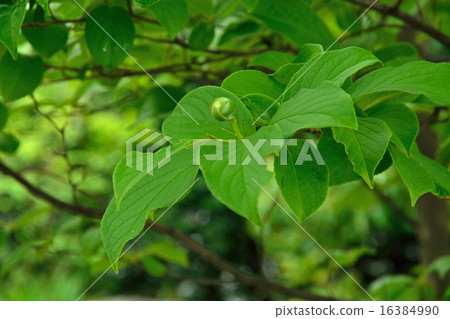 Tree: Nutsubuki Tsubaki 16384990