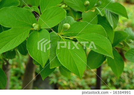 Tree: Nutsubuki Tsubaki 16384991