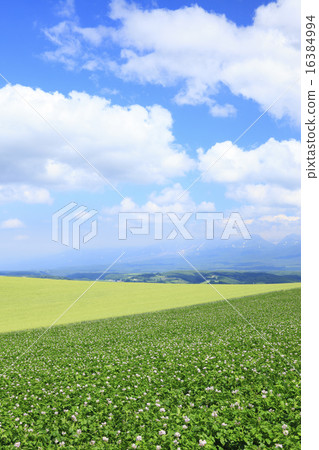 Hokkaido Kamifurano Town Hill and flow clouds began to color Hokkaido Kamifurano Town Hill and flow clouds began to color 16384994