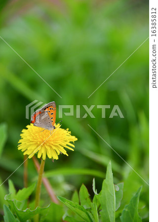 Banishi誰來吸吮蒲公英蜂蜜燙季節花照片素材 16385812