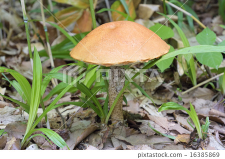 Kinkha Yamaiguchi 16385869