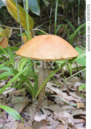 Kinkha Yamaiguchi Kinkha Yamaiguchi 16385870