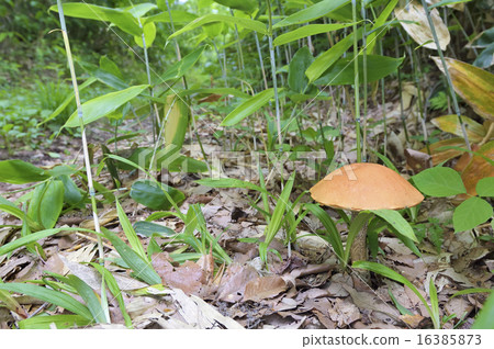 Kinkha Yamaiguchi 16385873