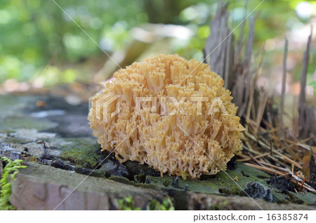 Fusa Hime Mei Kitakyushuke 16385874