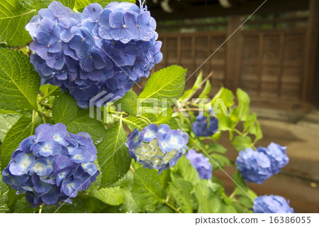 繡球 16386055