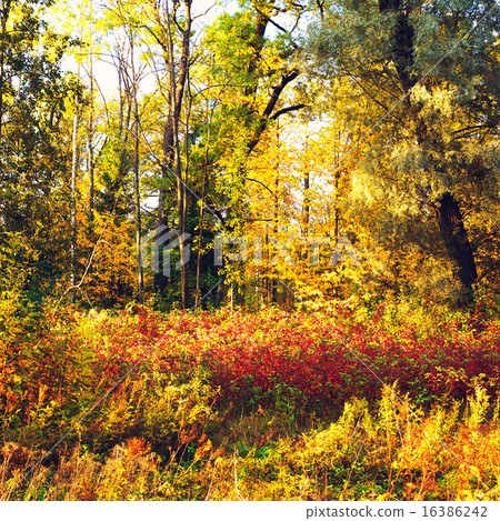 Autumn Mixed Forest 16386242