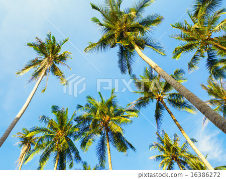Coconut Palms Coconut Palms 16386272