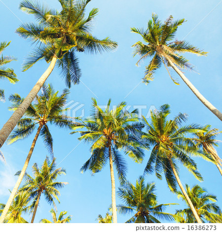 Coconut Palms Coconut Palms 16386273