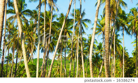 Coconut Palms Coconut Palms 16386274