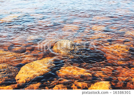River Bottom River Bottom 16386301