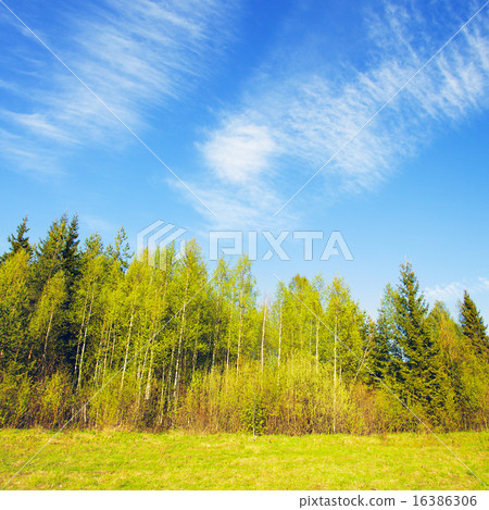Birch Forest 16386306