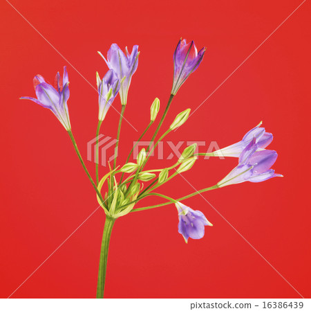 Brodiaea Flower 16386439