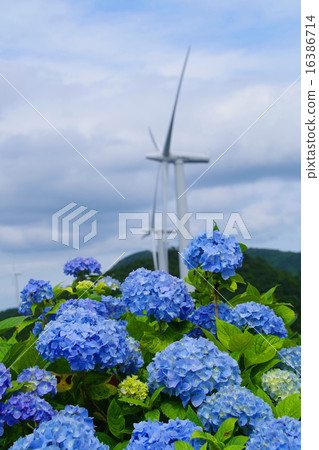 Hydrangea and windmill 16386714