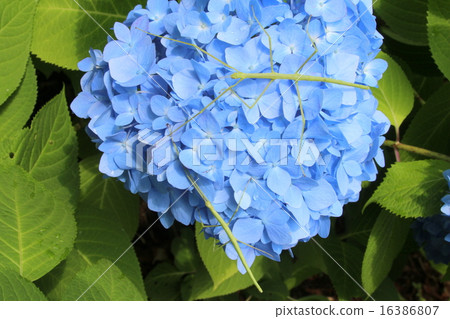 Two naive fish and hydrangea 16386807