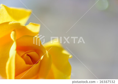 Staring at the shining roses in yellow Staring at the shining roses in yellow 16387532
