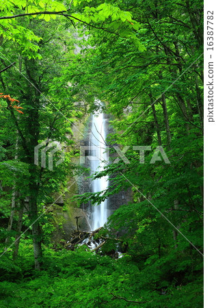 Oirase溪流Shiraito瀑布 Oirase溪流Shiraito瀑布 16387782