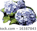 Hydrangea - rainy season image 16387843
