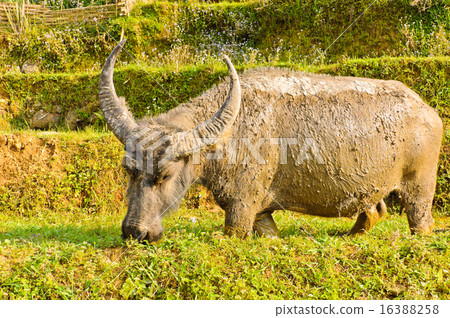 Vietnamese water buffalo 16388258