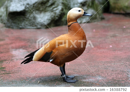 Red Ducks are nice stay. 16388792