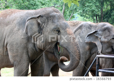 Asian elephant eating grass happily. 16388793