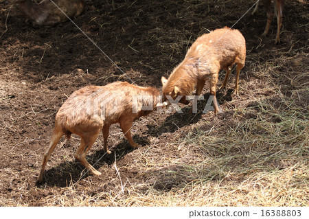 wild deer were fighting to wrest area. wild deer were fighting to wrest area. 16388803