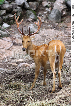 wild deer are staring with great interest. wild deer are staring with great interest. 16388806