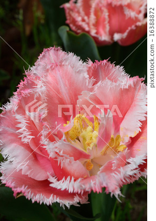 Tulip Tulip 16388872