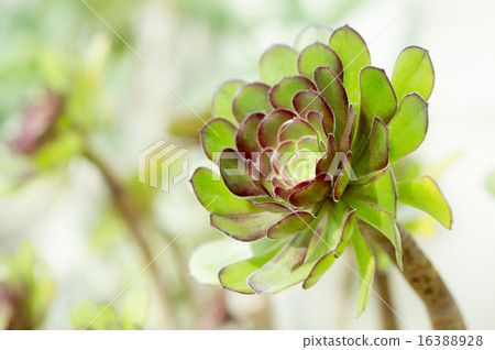 多肉植物(黑人大師) 多肉植物(黑人大師) 16388928