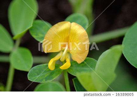 花生花生 16389005