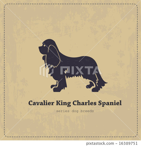 Cavalier King Charles Spaniel   vintage poster 16389751