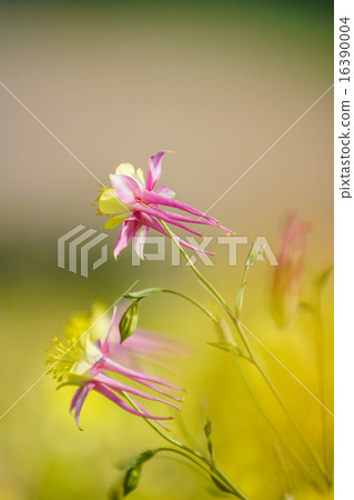 Odamaki染黃 16390004