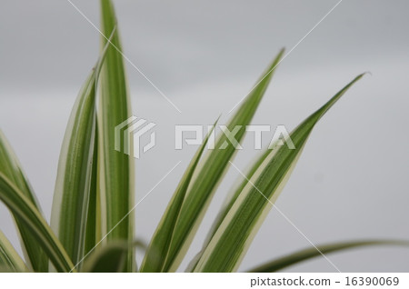 吊蘭 吊蘭 16390069