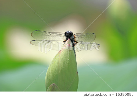 Spread the wings 16390093