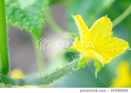 Cucumber cultivation Cucumber cultivation 16390099