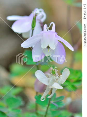 Alpine flowers Alpine flowers 16390171