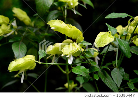 黃色的花 黃色的花 16390447