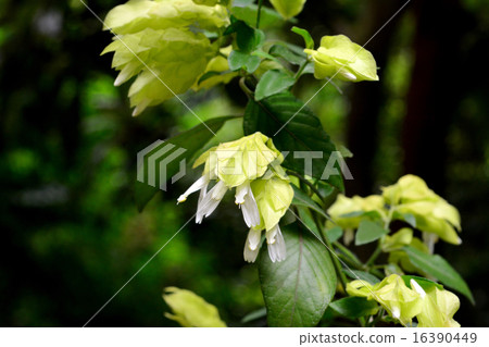 黃色的花 16390449