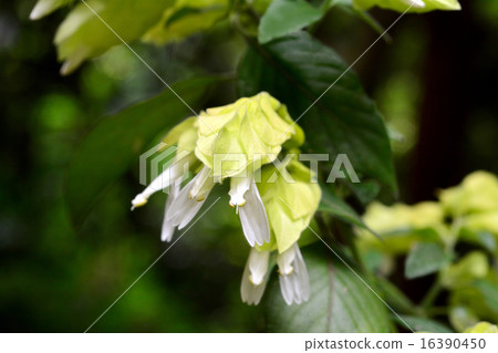 Yellow flower Yellow flower 16390450
