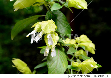Yellow flower Yellow flower 16390451