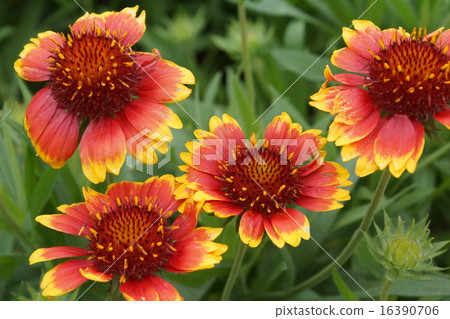 Gaira Ludia red flower 16390706