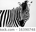 zebra  16390748