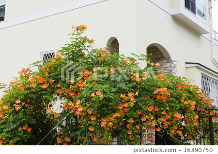 Entrance novi Kazura 16390750