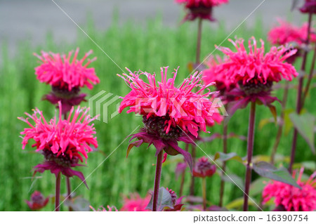 Herb flowers Herb flowers 16390754