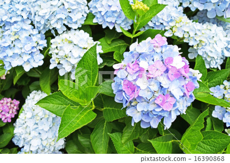 罕見的夢幻般的紅色和白色藍色三色繡球花 罕見的夢幻般的紅色和白色藍色三色繡球花 16390868