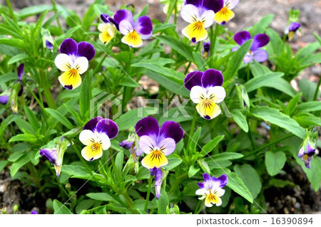 Three color violet 16390894