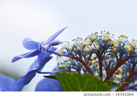 Hydrangea (forehead hydrangea) 16391864