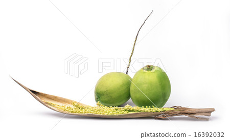 Coconut with spadix isolated on white background Coconut with spadix isolated on white background 16392032